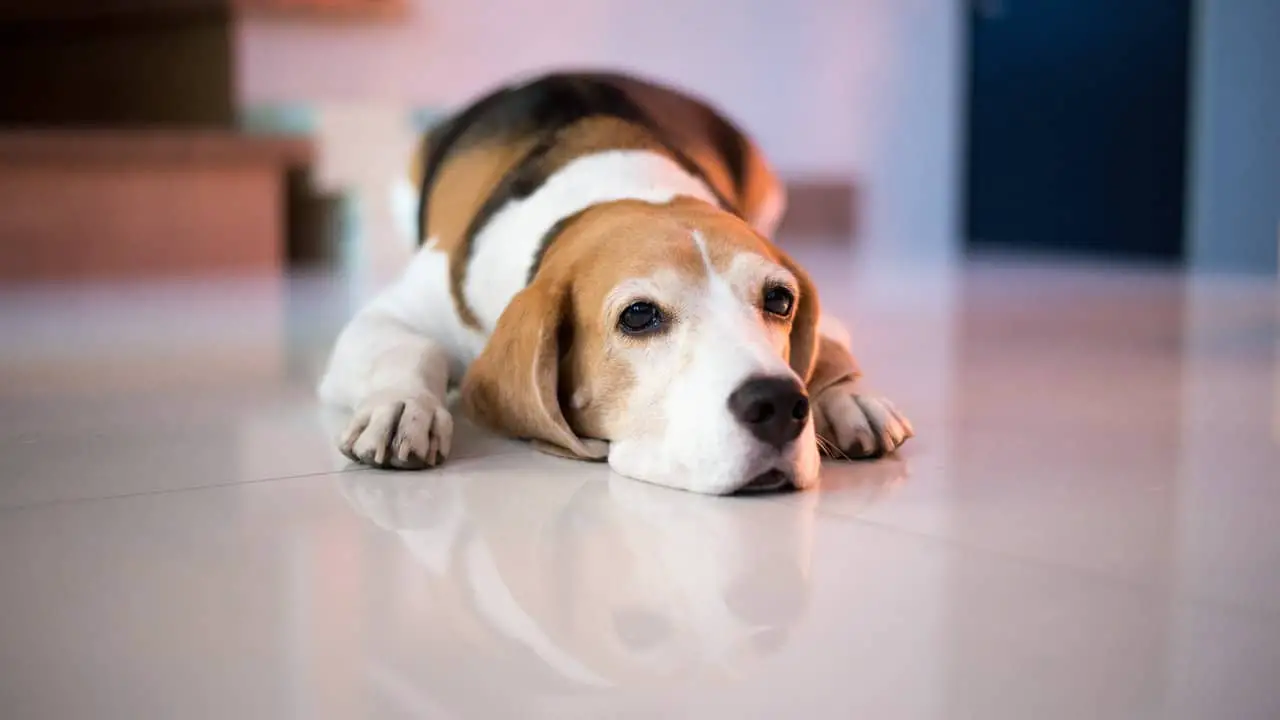 beagle dating site